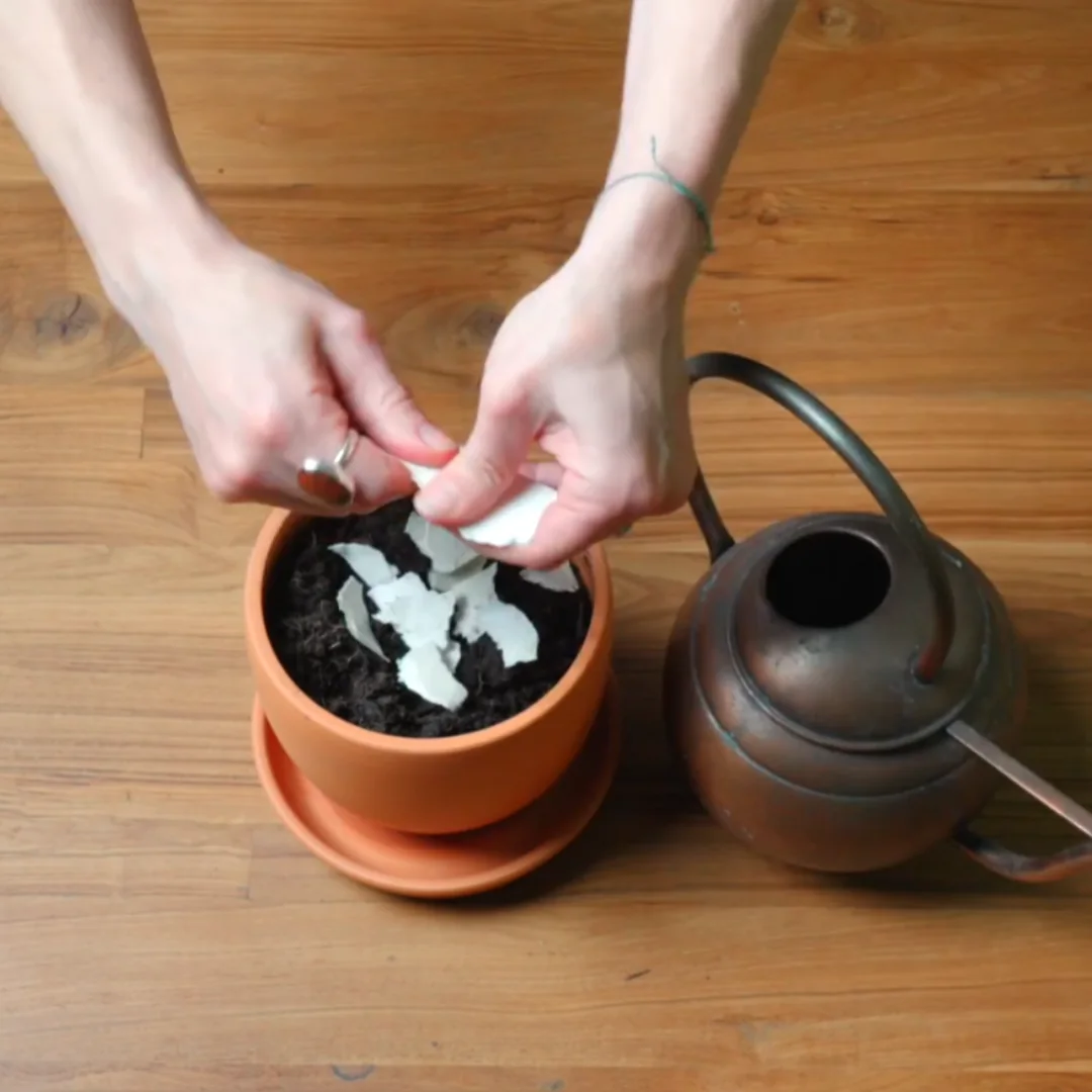 Planting the seed-infused box in a pot of soil